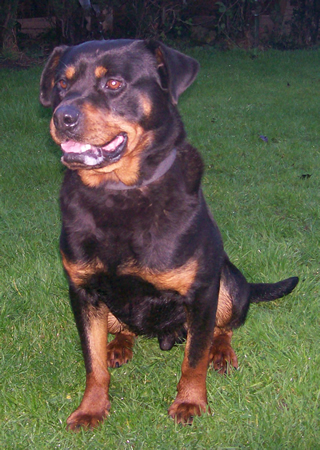 Cooper